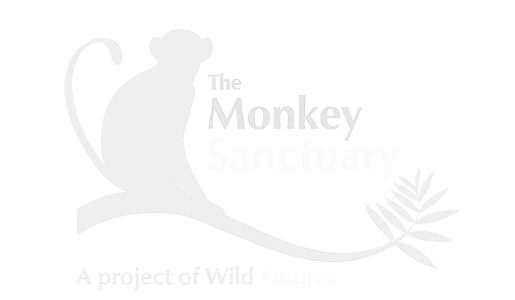 The Monkey Sanctuary
